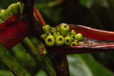 Heliconia monteverdensis, photographed by Jake Rehage