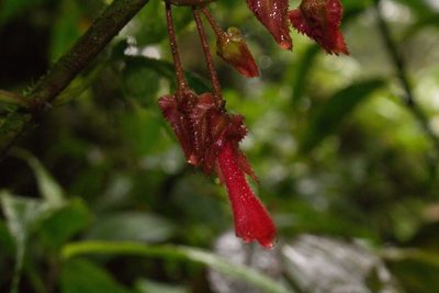 Glossoloma tetragonum, photographed by Jake Rehage