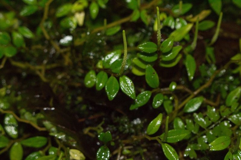 Peperomia tenelliformis, photographed by Jake Rehage