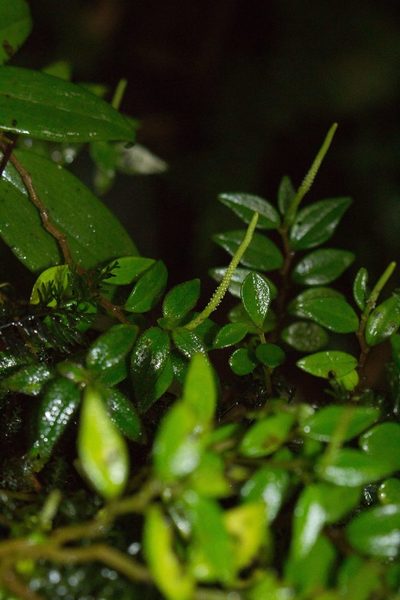 Peperomia tenelliformis, photographed by Jake Rehage