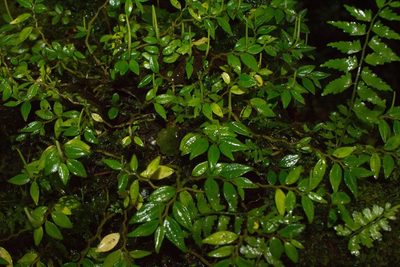Peperomia tenelliformis, photographed by Jake Rehage