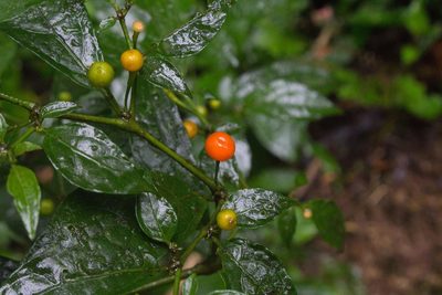 Witheringia solanacea, photographed by Jake Rehage