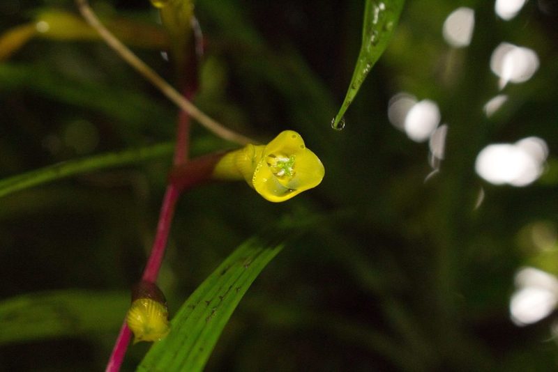 Guzmania scandens, photographed by Jake Rehage