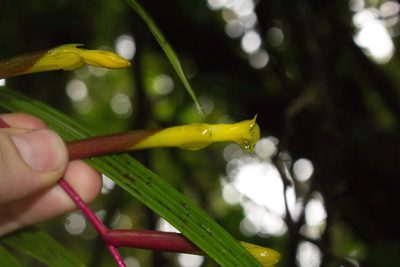 Guzmania scandens, photographed by Jake Rehage