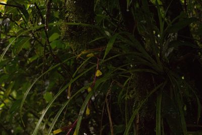 Guzmania scandens, photographed by Jake Rehage