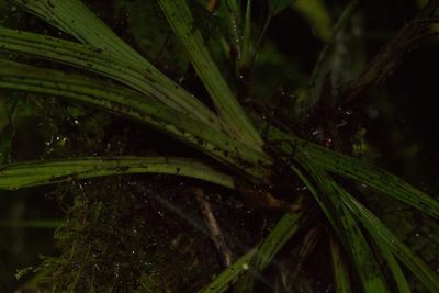 Guzmania scandens, photographed by Jake Rehage