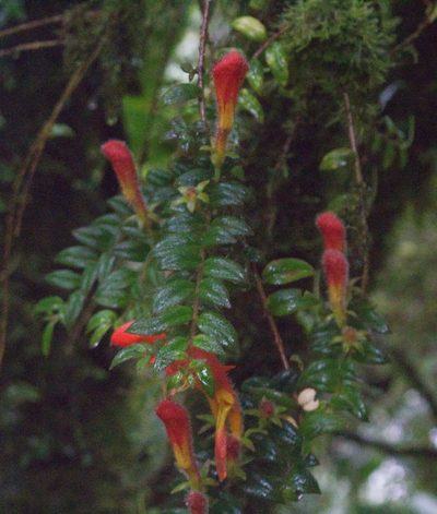 Columnea microcalyx, photographed by Jake Rehage
