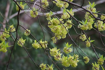 Lindera umbellata, photographed by harum.koh