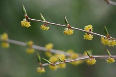 Lindera praecox, photographed by harum.koh