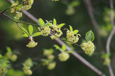 Lindera umbellata, photographed by harum.koh