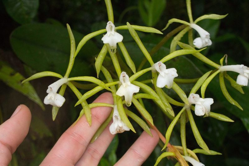 Epidendrum lacustre, photographed by Jake Rehage