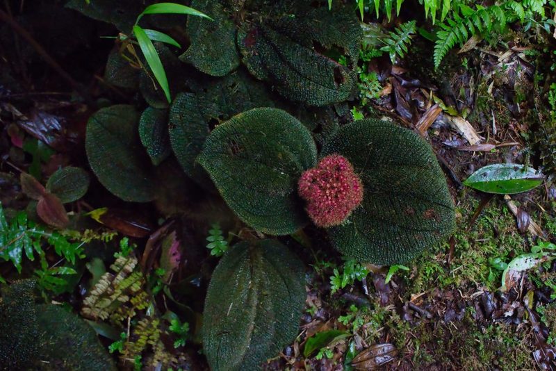 Miconia reflexa, photographed by Jake Rehage