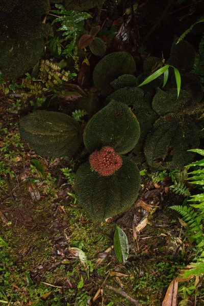 Miconia reflexa, photographed by Jake Rehage