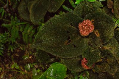 Miconia reflexa, photographed by Jake Rehage