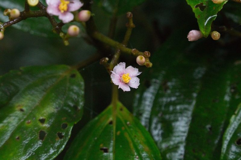 Miconia cooperi, photographed by Jake Rehage