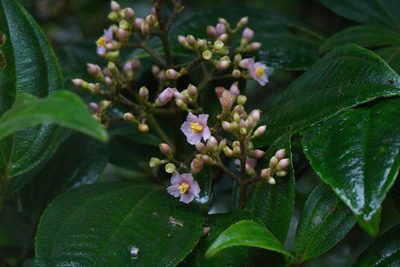 Miconia cooperi, photographed by Jake Rehage
