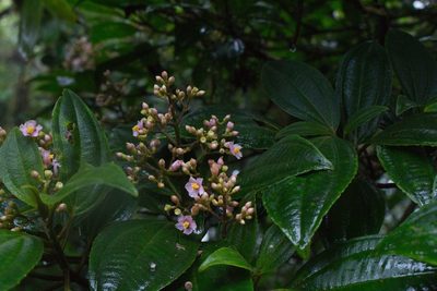 Miconia cooperi, photographed by Jake Rehage