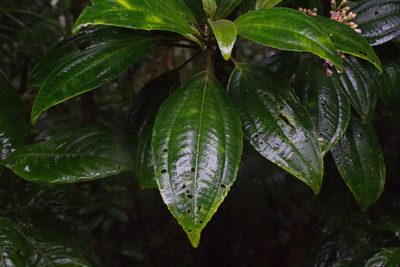 Miconia cooperi, photographed by Jake Rehage