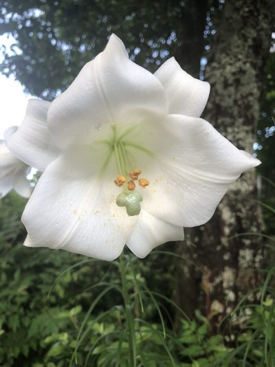 Lilium philippinense, photographed by Ingolf Askevold