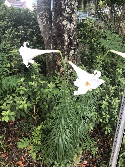 Lilium philippinense, photographed by Ingolf Askevold