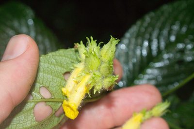 Gasteranthus wendlandianus, photographed by Jake Rehage