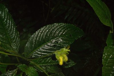 Gasteranthus wendlandianus, photographed by Jake Rehage
