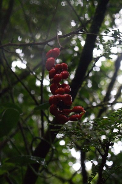 Cojoba costaricensis, photographed by Jake Rehage