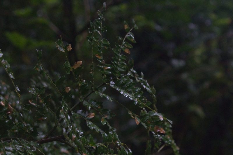 Cojoba costaricensis, photographed by Jake Rehage