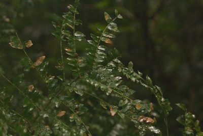 Cojoba costaricensis, photographed by Jake Rehage