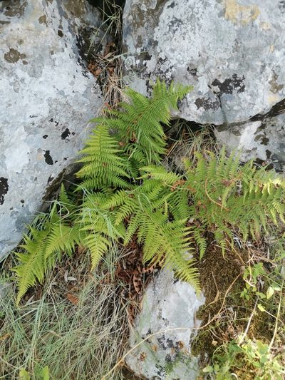 Dryopteris pallida, photographed by Ljaž