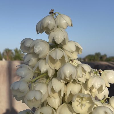 Yucca capensis, photographed by Bill Levine