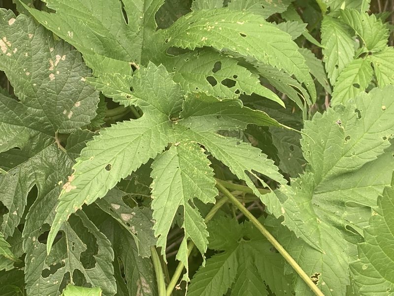 Humulus neomexicanus, photographed by Steve Taylor