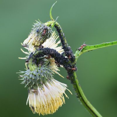 Cirsium erisithales, photographed by saydelah