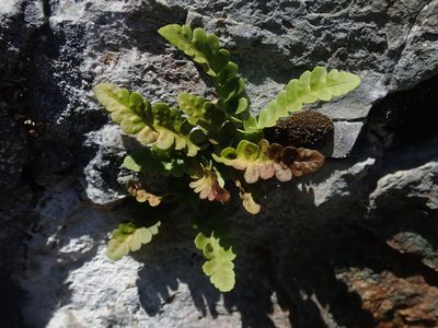 Polypodium amorphum, photographed by Nolan Exe