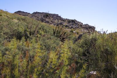 Psoralea verrucosa, photographed by Tony Rebelo