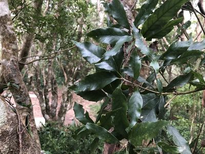Quercus stenophylloides, photographed by Cheng-Tao Lin