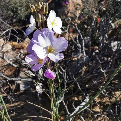 Heliophila carnosa, photographed by Kai.Munting.Tankwa