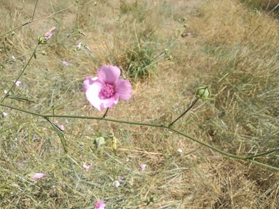 Althaea cannabina, photographed by José Antonio León Mangado