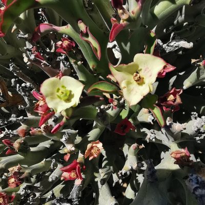 Euphorbia hamata, photographed by Kai.Munting.Tankwa