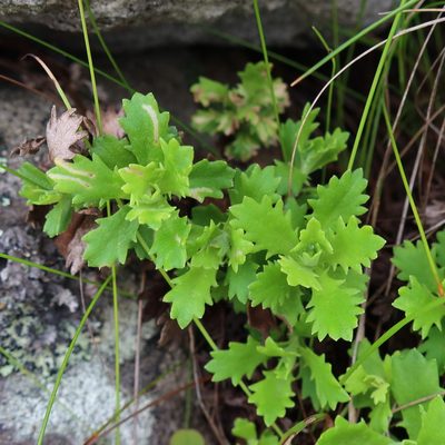Osmitopsis dentata, photographed by Diana Studer