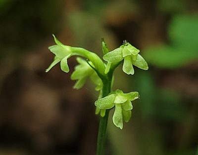Platanthera clavellata, photographed by Elias