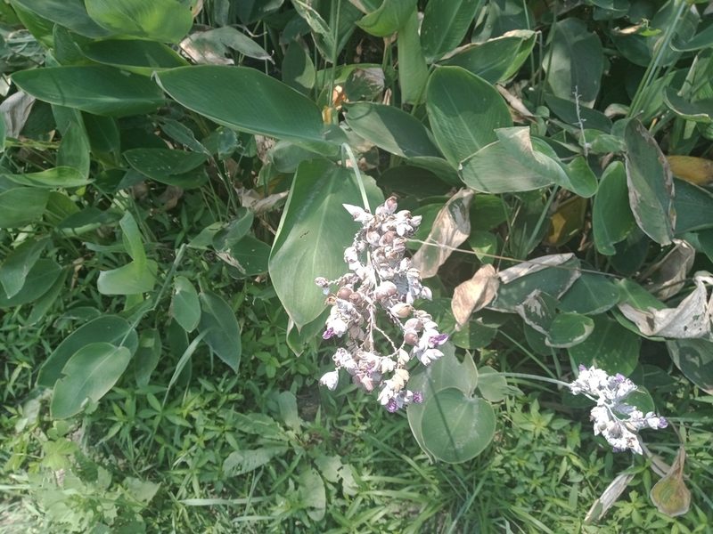 Thalia dealbata, photographed by Gordon C. Snelling