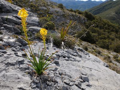 Bulbinella hookeri, photographed by Alice Shanks