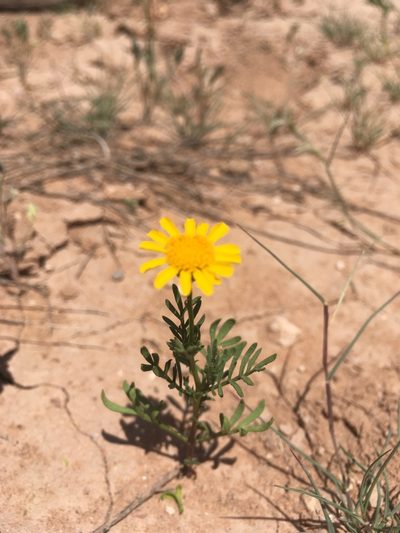 Thymophylla aurea, photographed by Cecelia Alexander