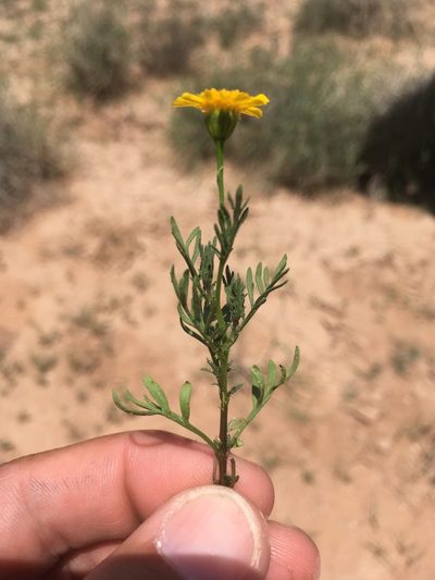 Thymophylla aurea, photographed by Cecelia Alexander