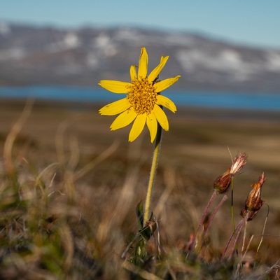 Arnica angustifolia, photographed by Piotr Lukasik
