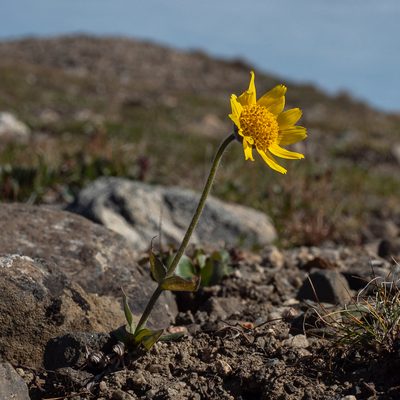 Arnica angustifolia, photographed by Piotr Lukasik
