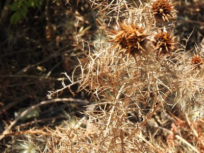 Cynara humilis, photographed by Duarte Frade