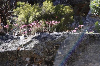 Nerine humilis, photographed by Tony Rebelo
