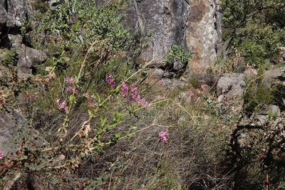 Nerine humilis, photographed by Tony Rebelo